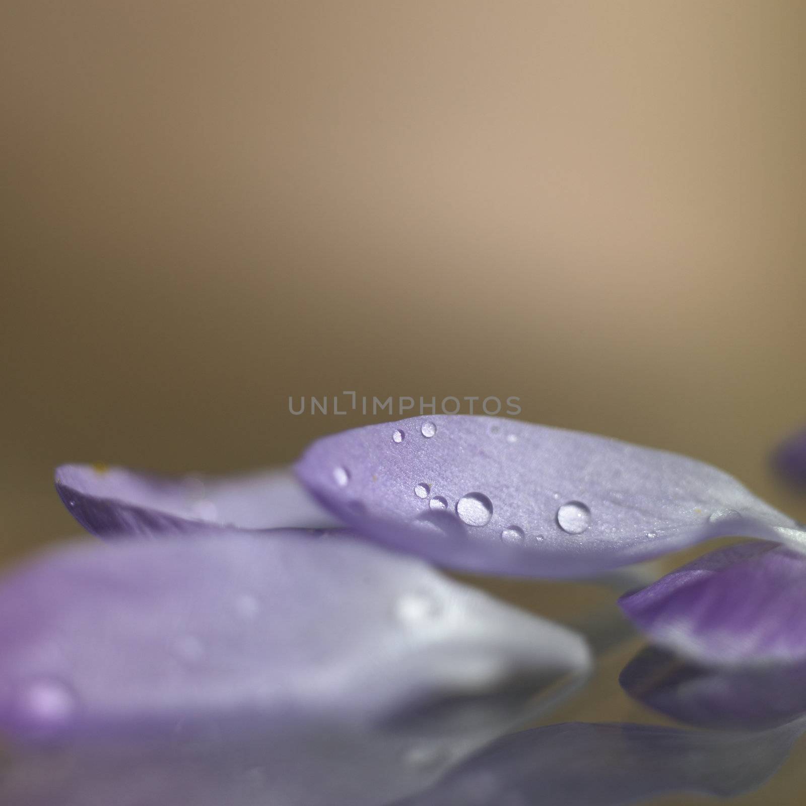 Purple petals with rain drops