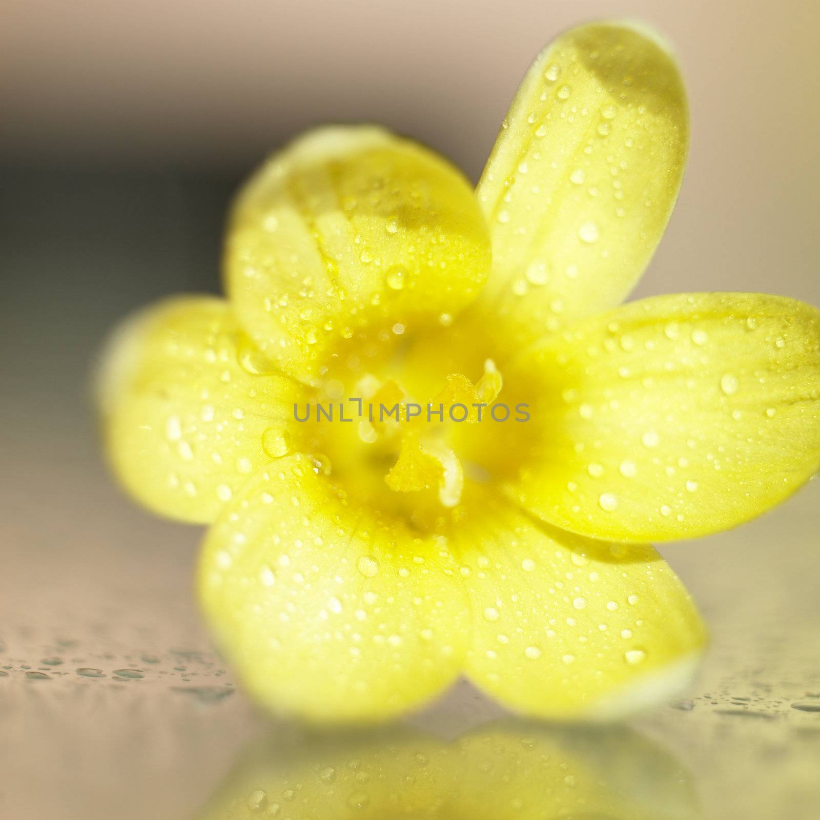 Yellow flower with rain drops