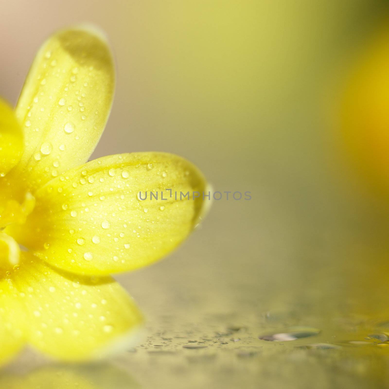 Yellow flower with rain drops