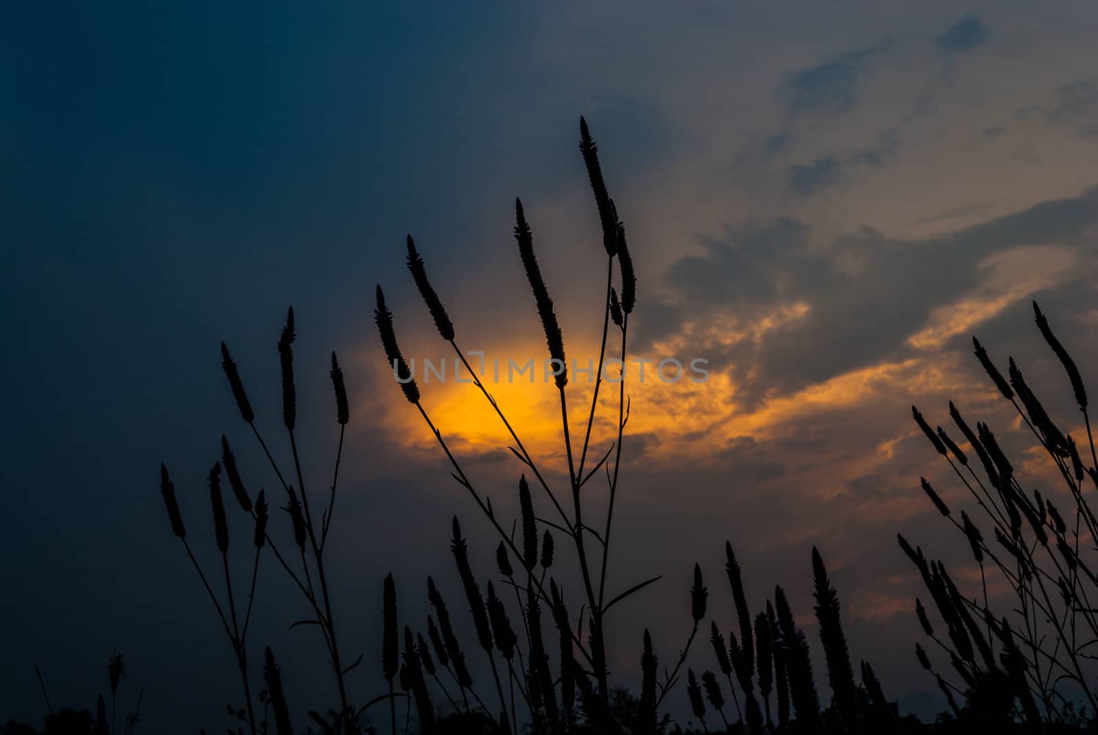 Shadow of grass in the evening in Hangdong, Chiang Mai, Thailand