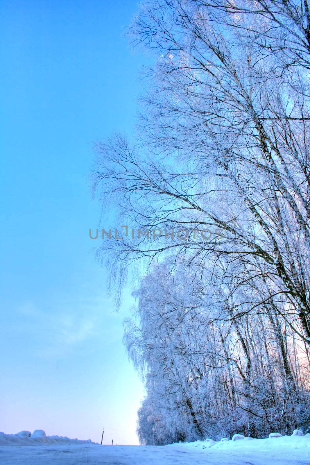 winter landscape by sagasan