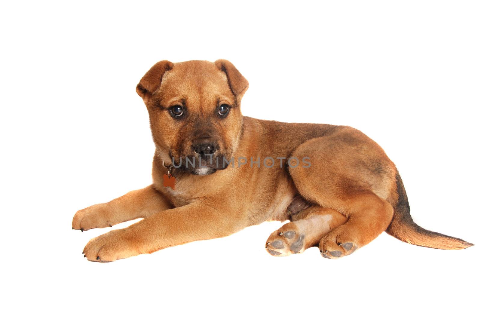 Cute tan coloured male puppy laying on white