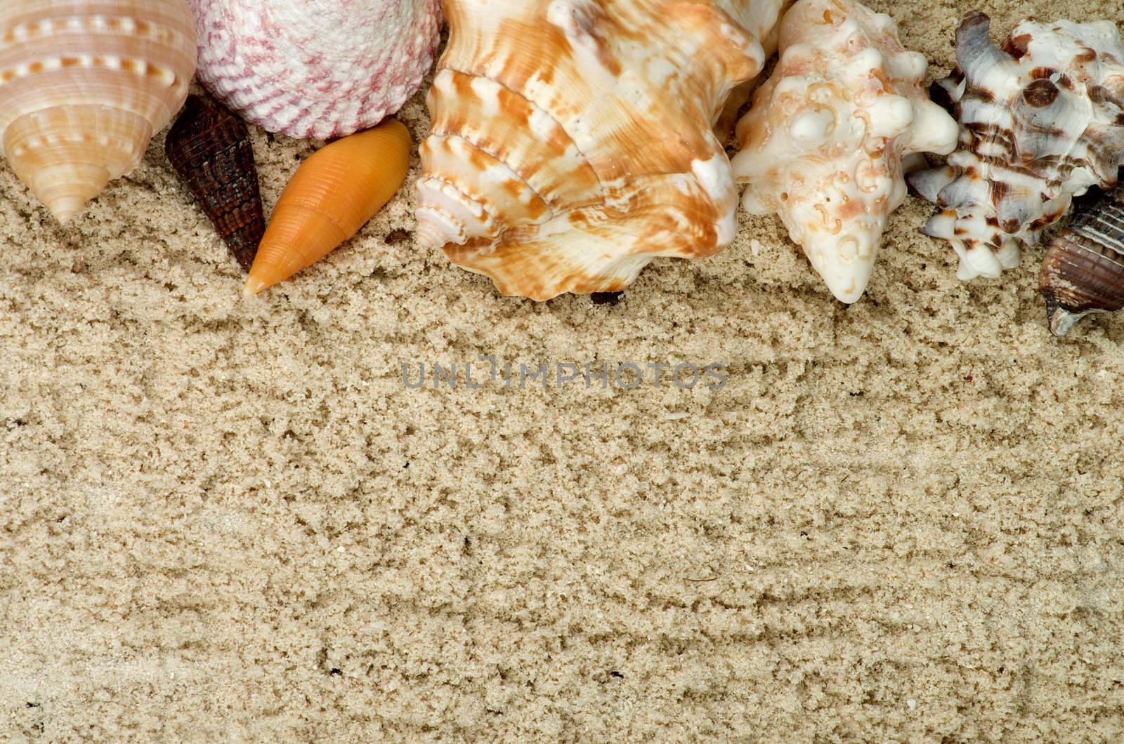 Frame of Conch Sea Shells on Sand closeup