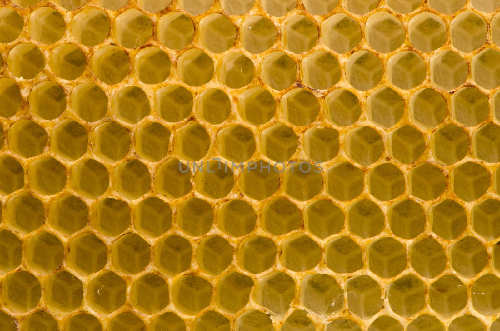 Honeycomb closeup macro background. Bees collected honey container.