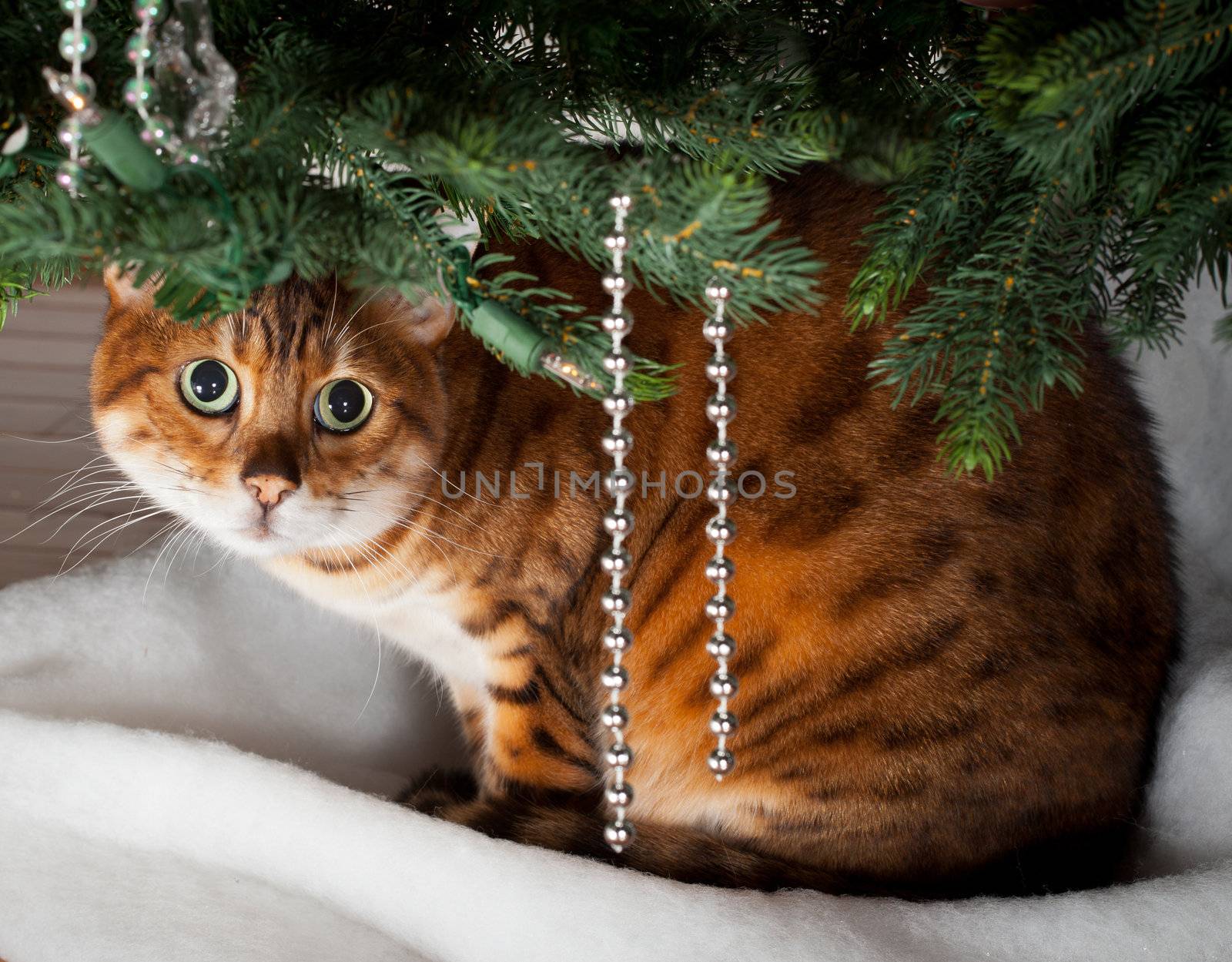 Bengal kitten sleeping under an xmas tree