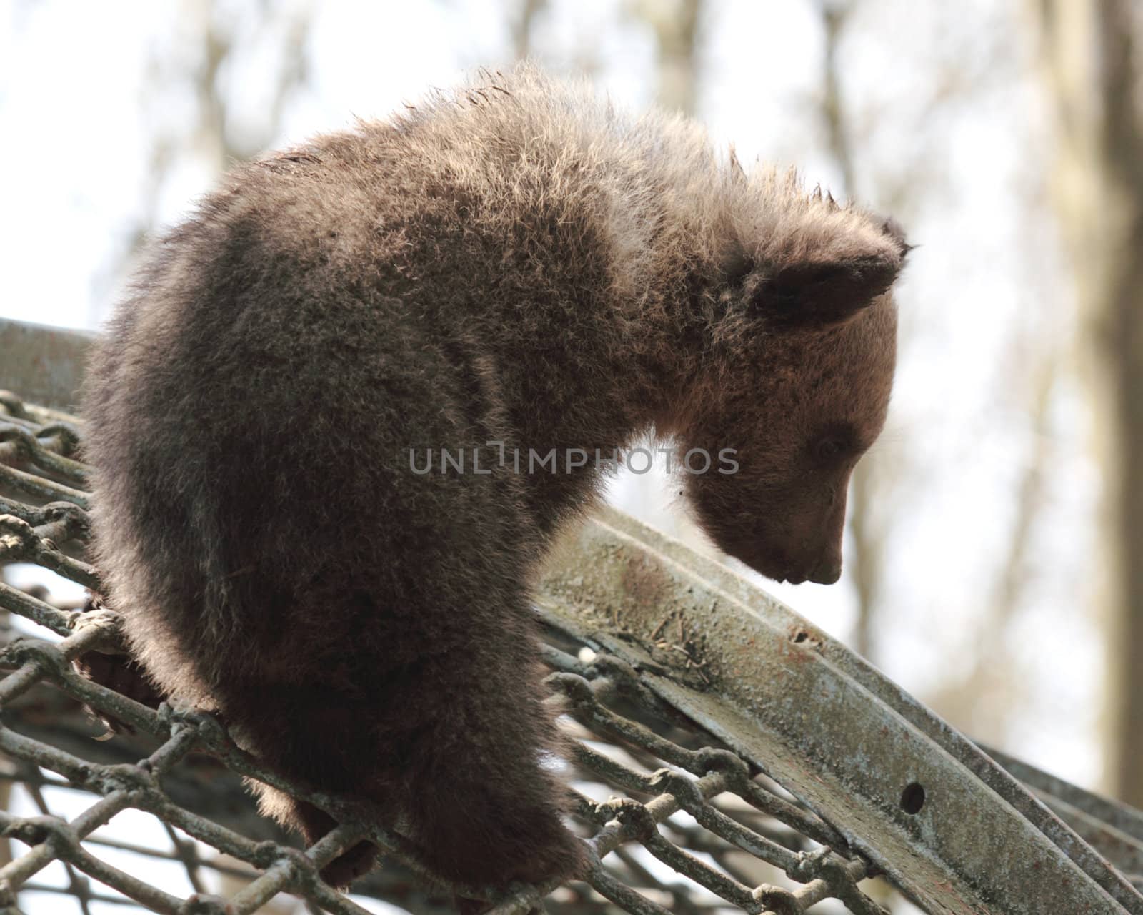 little bear in a zoo