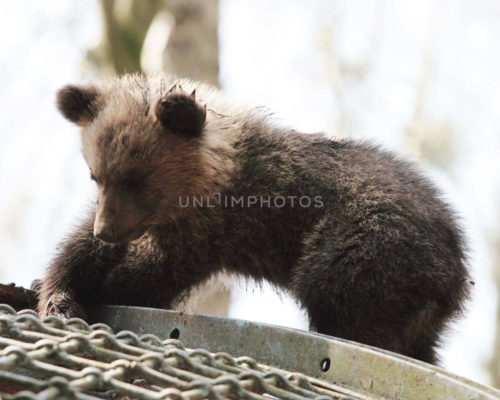 little bear in a zoo