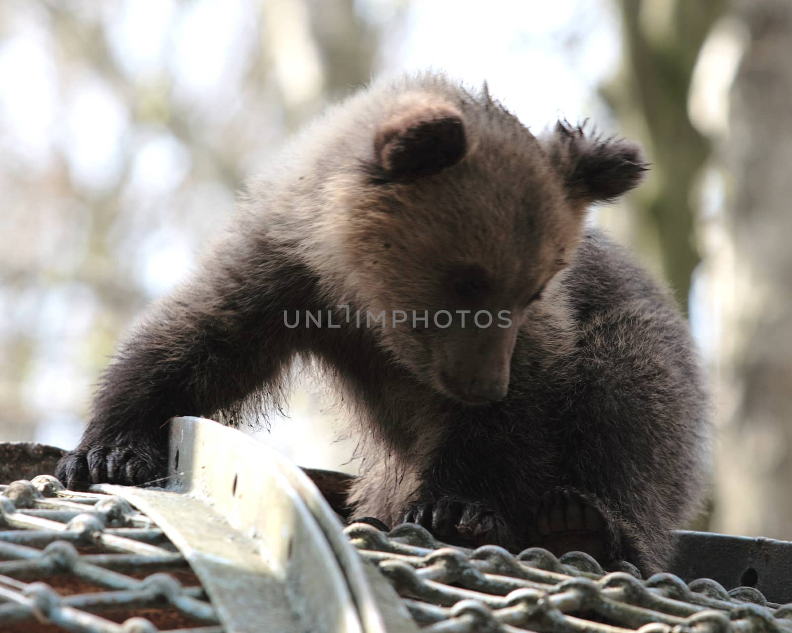 little bear in a zoo