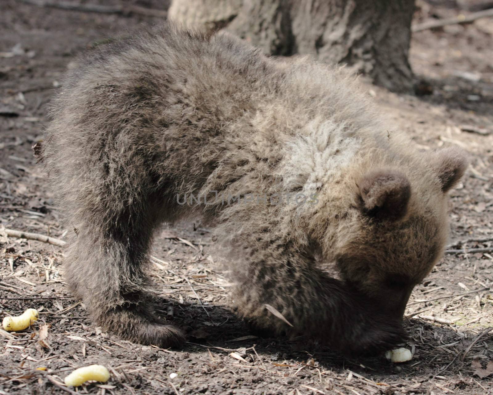 little bear in a zoo