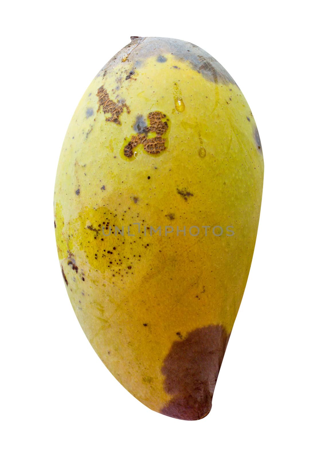 a rot mango fruit on white background