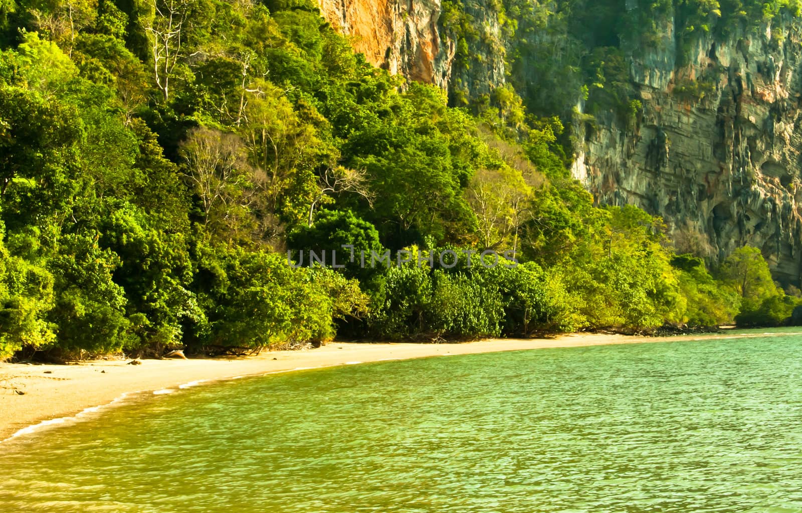 Trees along the beach. Part of the beach in Krabi, Thailand.