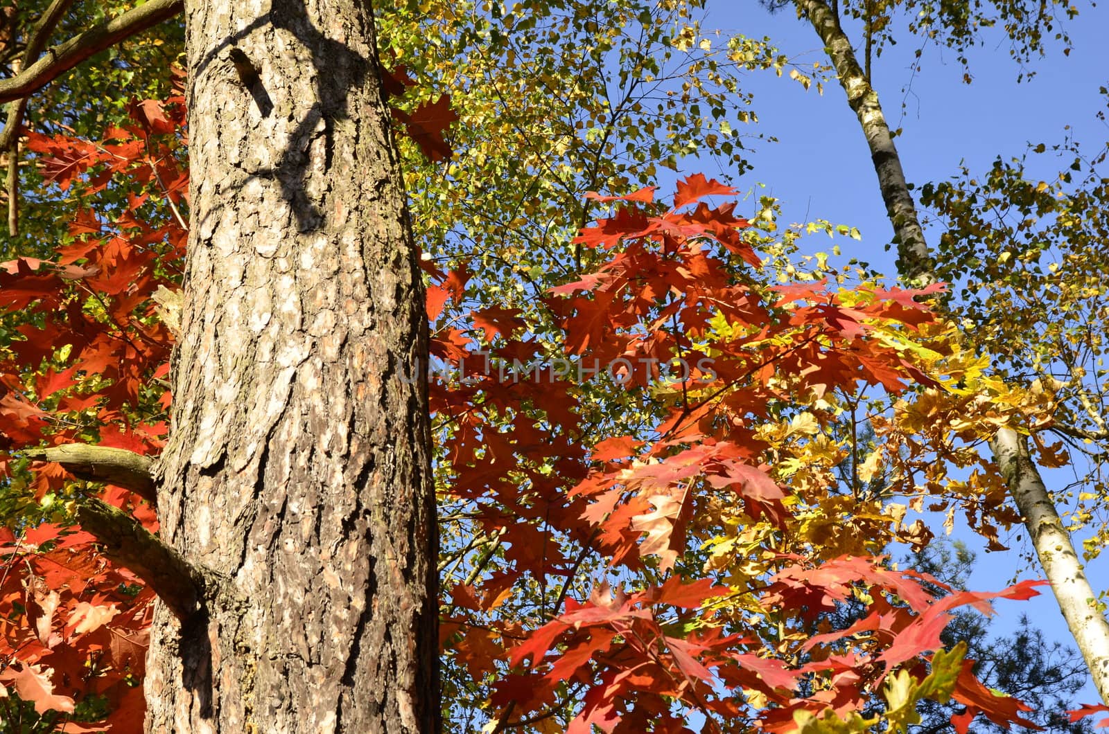 Photo shows the colorful autumn leaves.