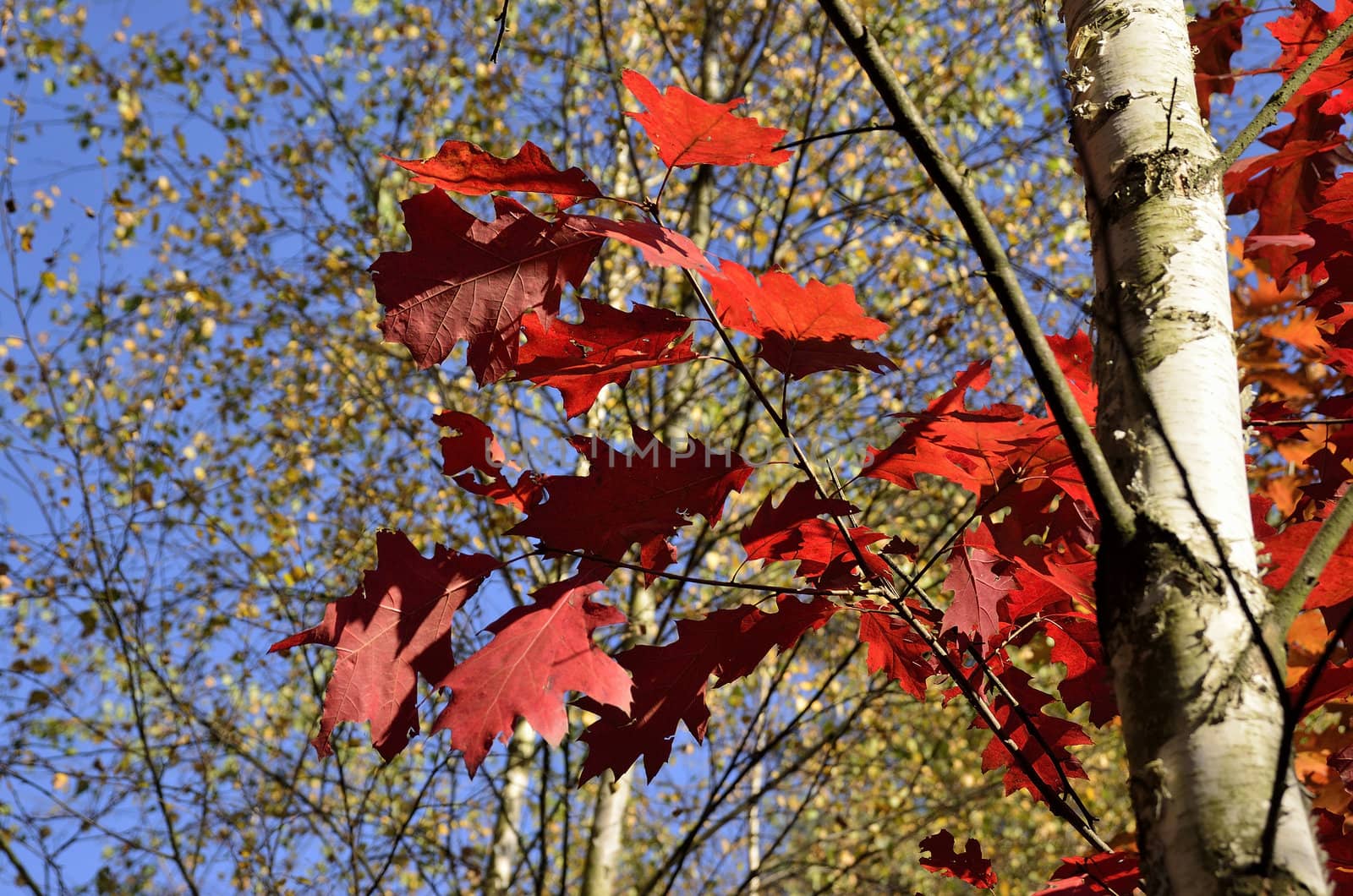 Photo shows the colorful autumn leaves.