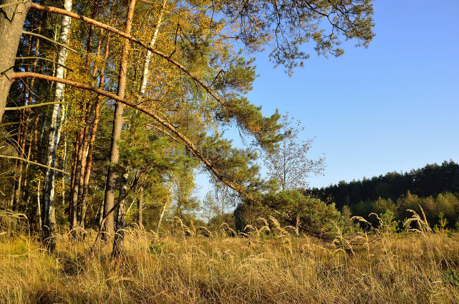 The photo shows the way in a colorful autumn woods.