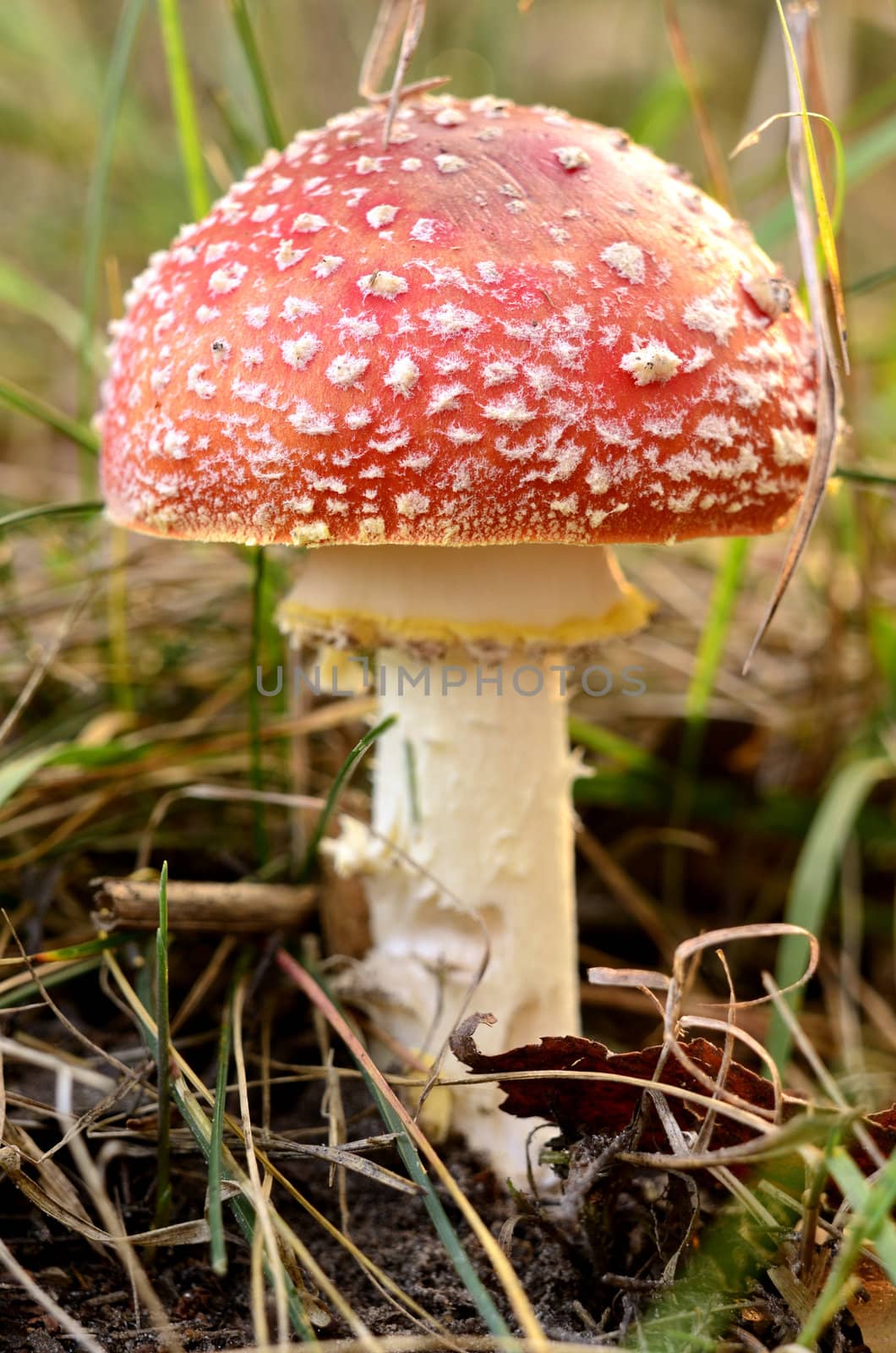Photo shows the colorful autumn toadstool.