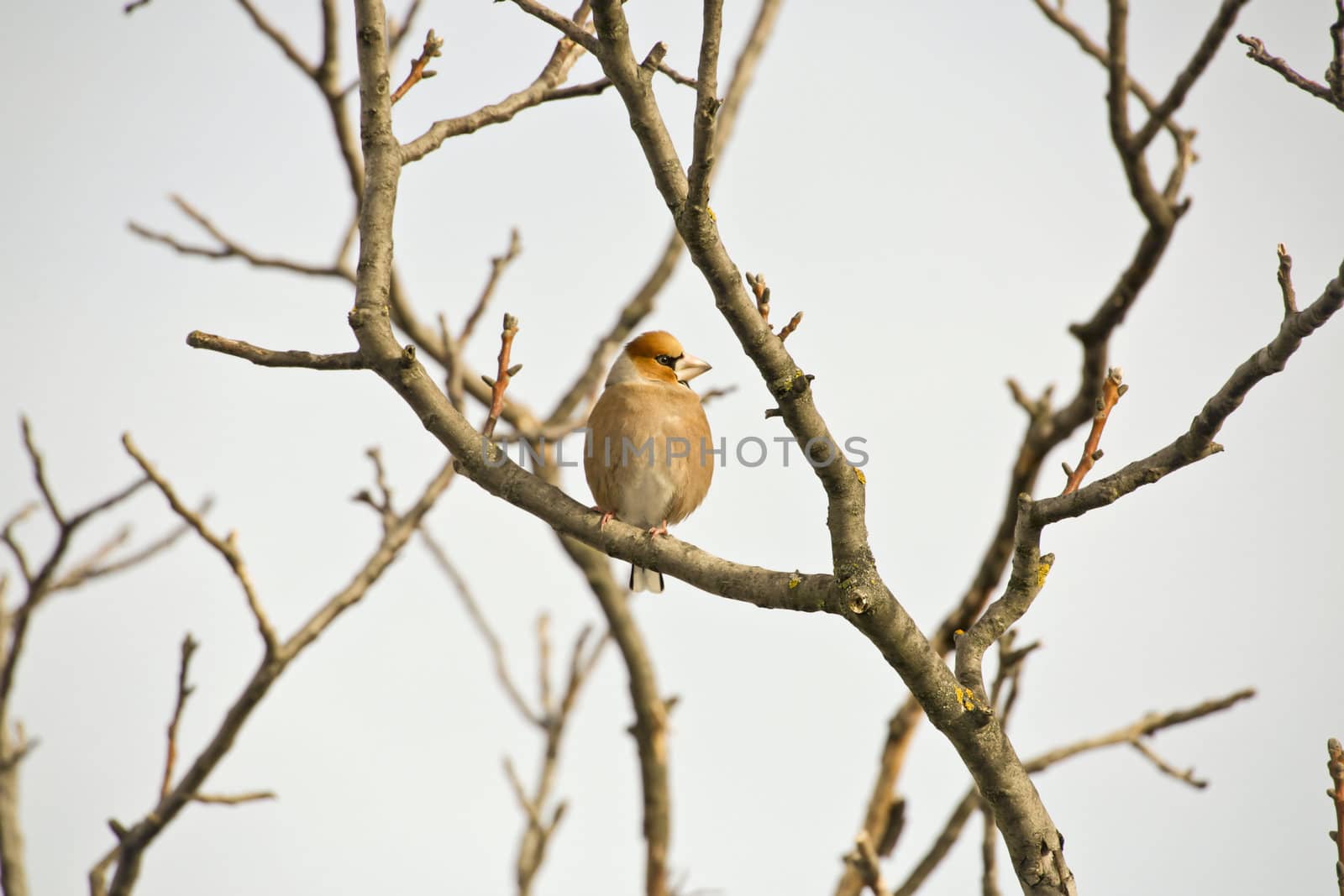 Hawfinch by renegadewanderer