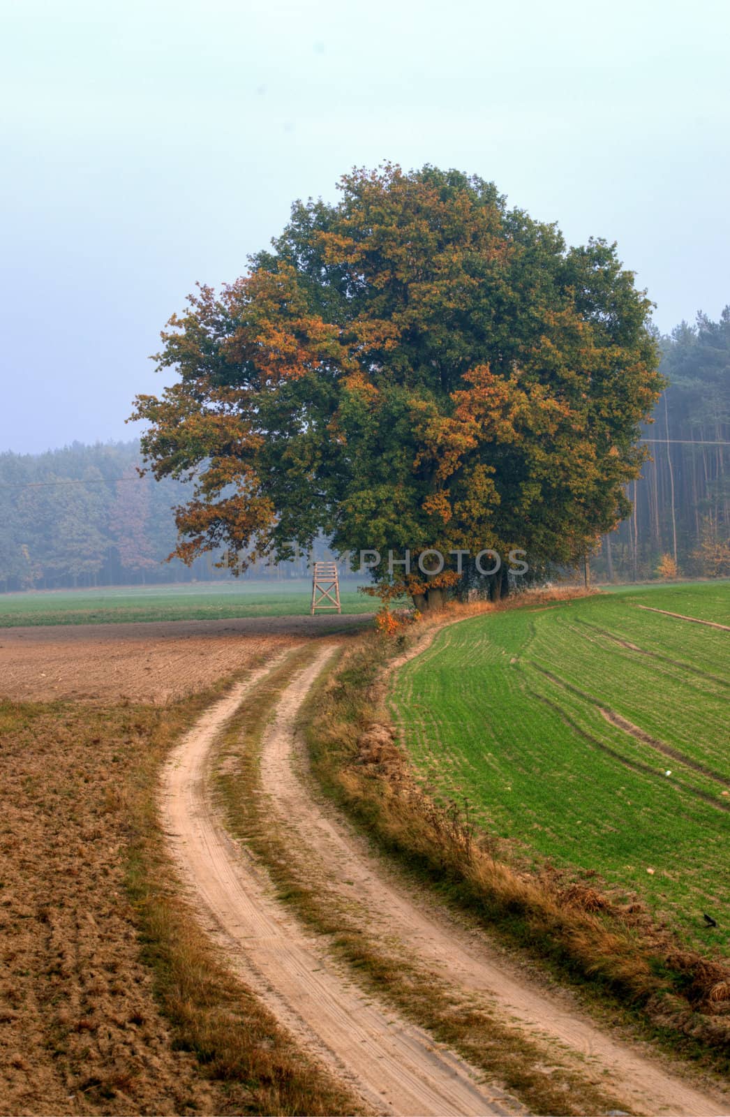 The photo shows the way in a colorful autumn woods HDR.