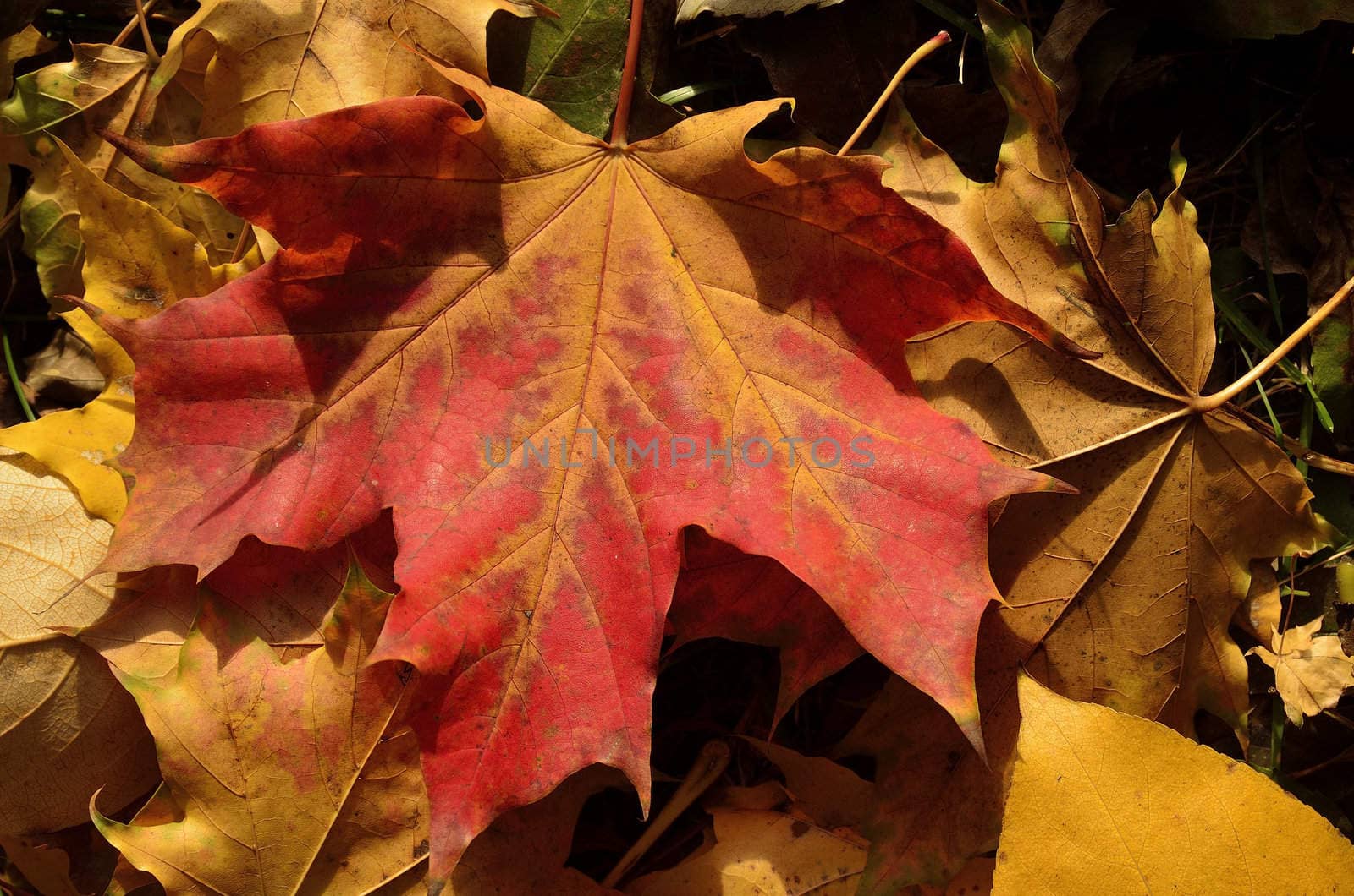 Photo shows the colorful autumn leaves.