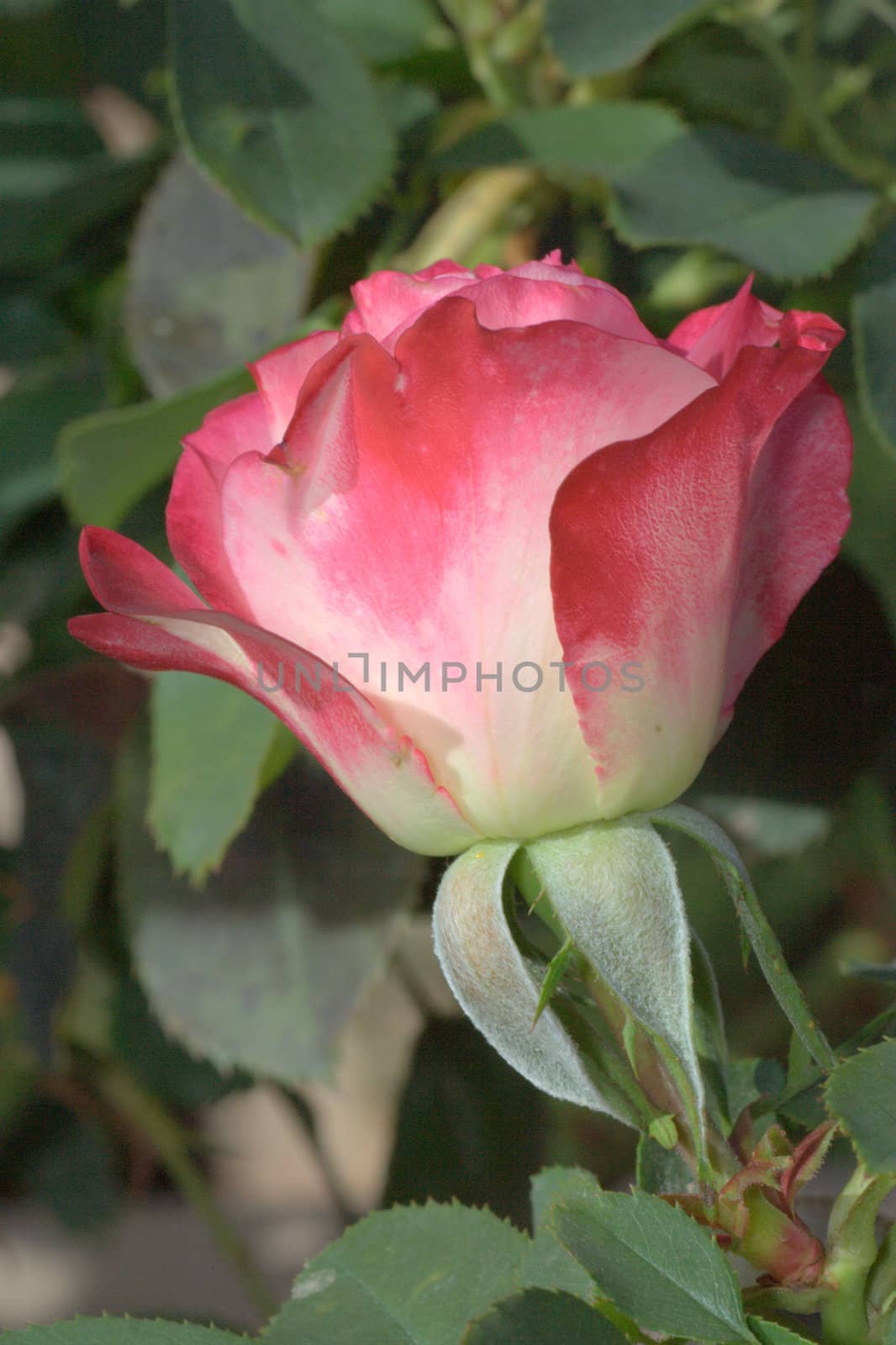 Rose in a garden. by lifeinapixel