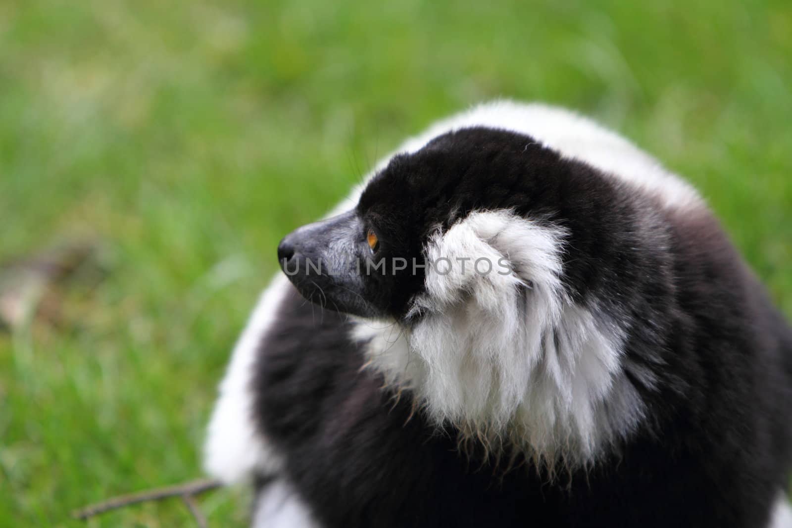 Black and white ruffed lemur