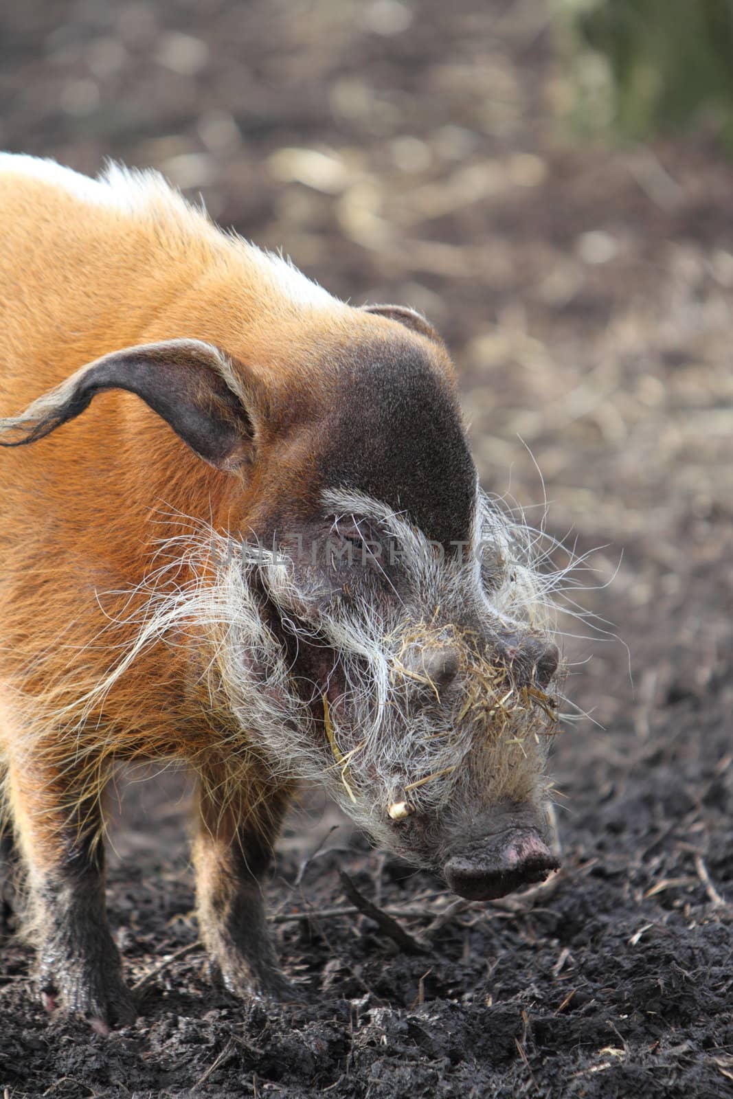 Red River Hog