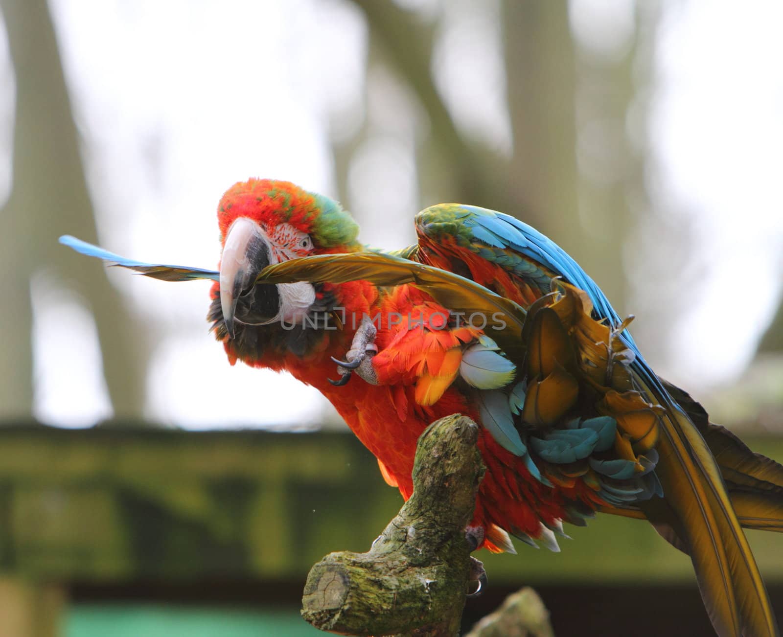 Scarlet Macaw preening