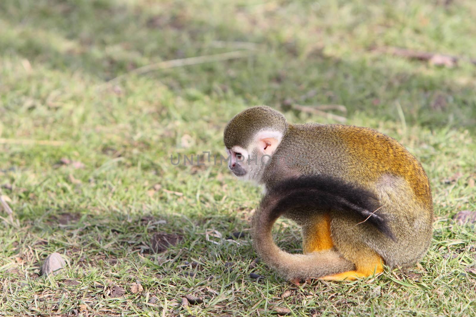 squirrel monkey