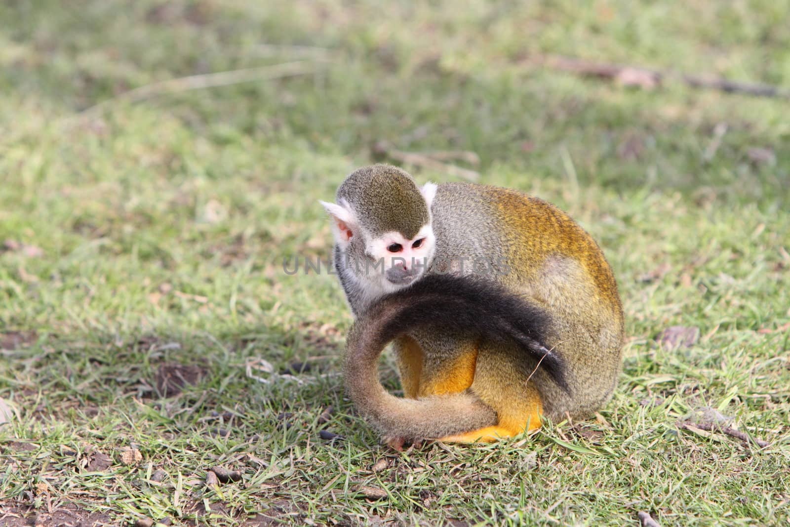 squirrel monkey