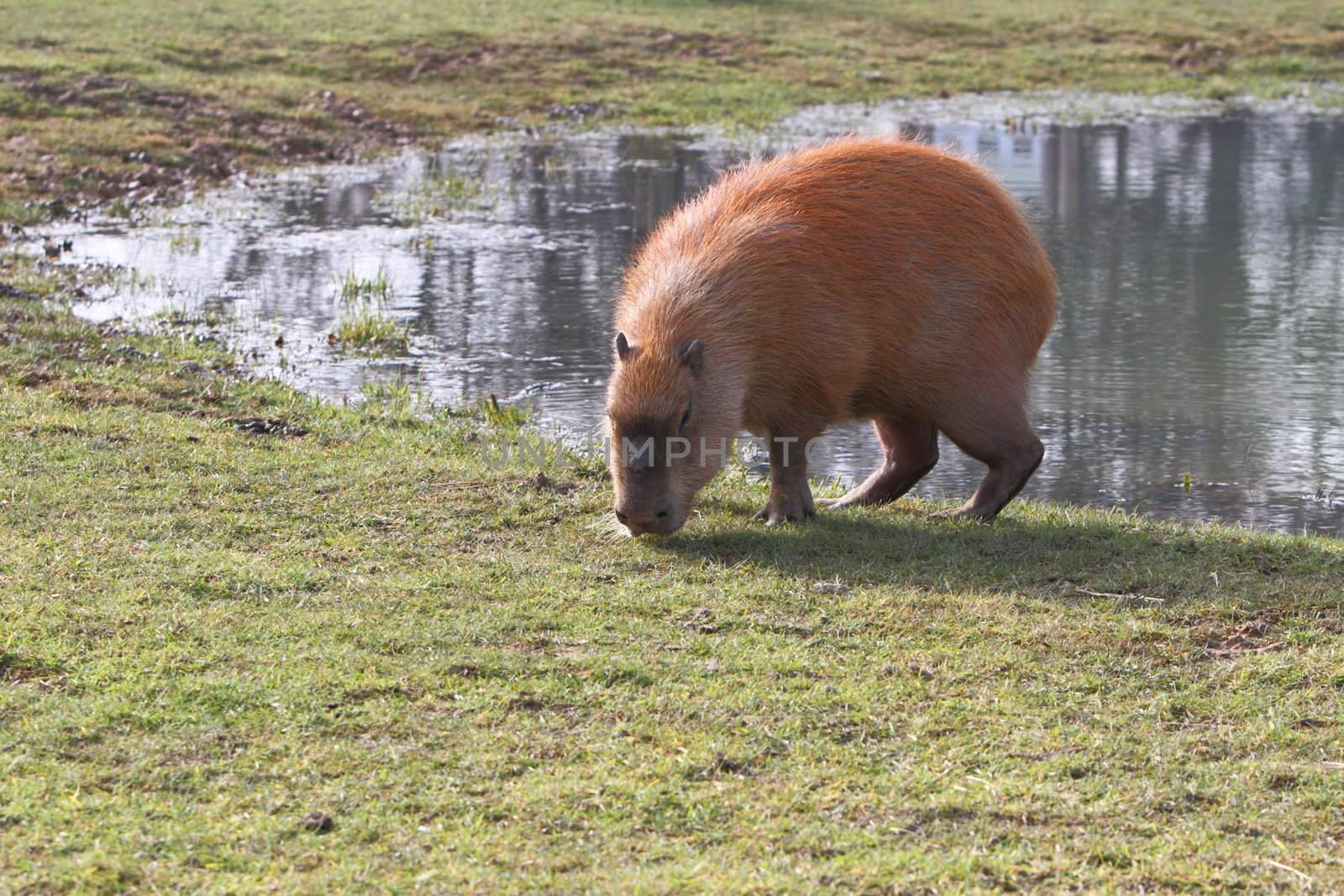Capybara
