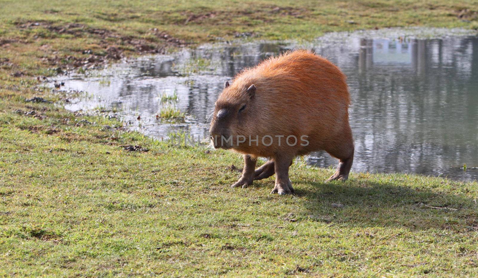 Capybara