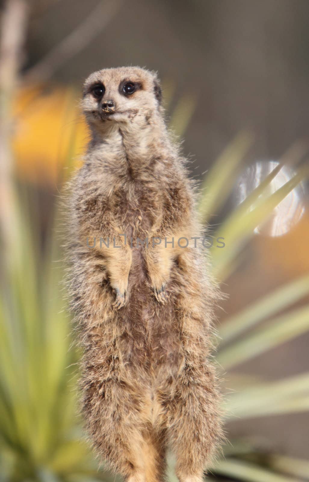 Meerkat on sentry duty