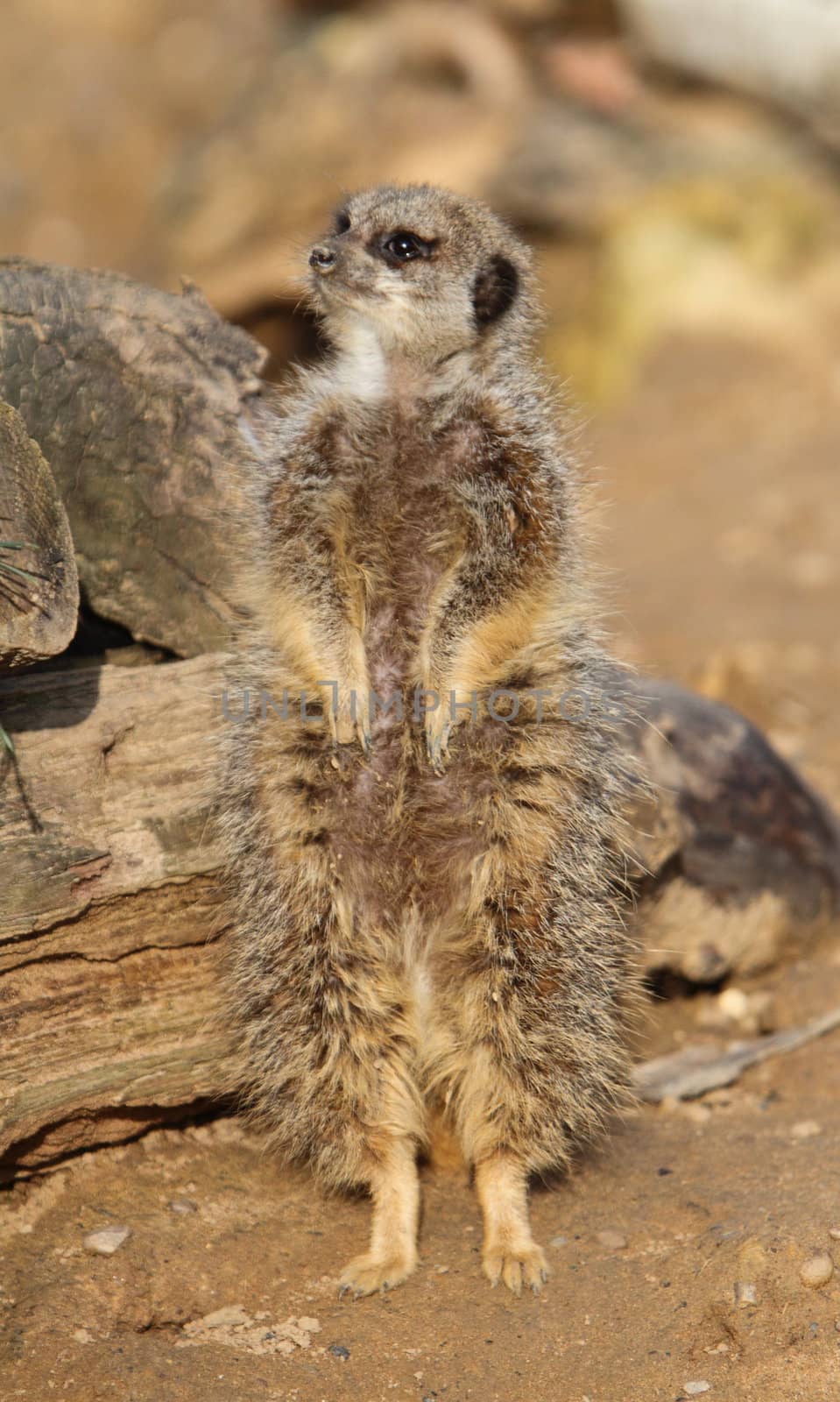 Meerkat on sentry duty