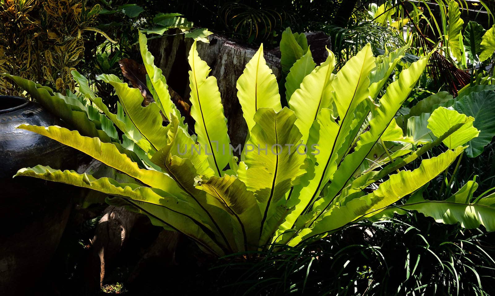 Bird's nest fern, Asplenium nidus