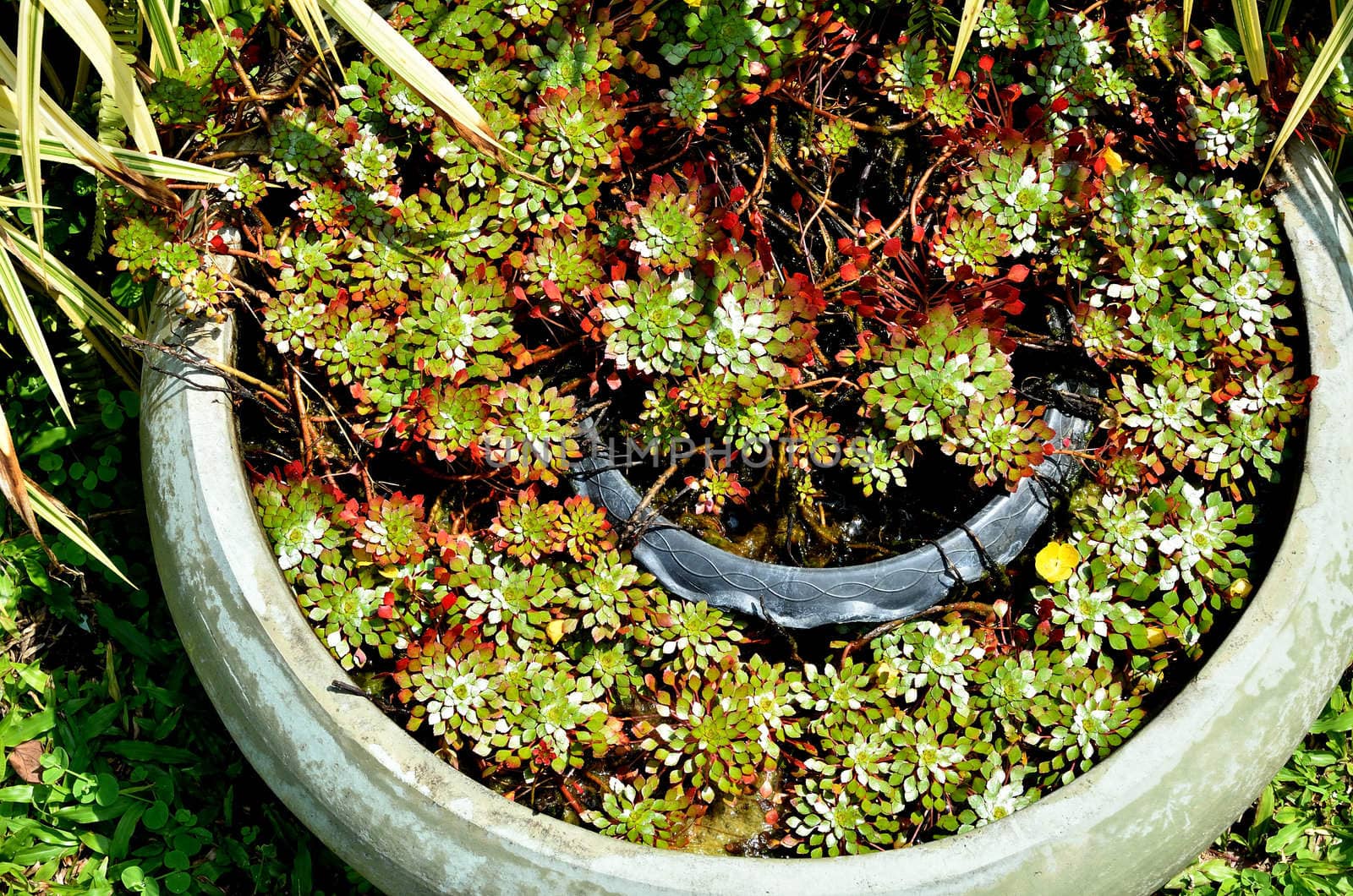 Nice water plant in jar for decorate garden