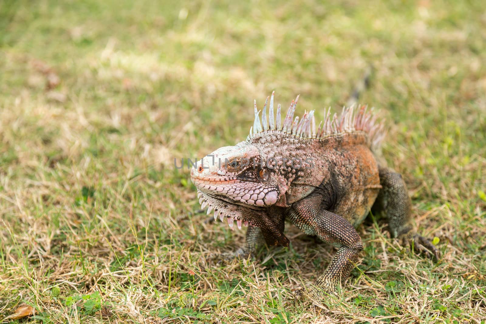 Close up of head of Iguana on lawn grass in island of St Thomas