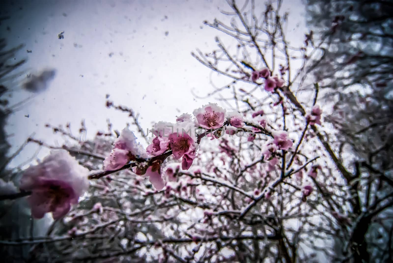 peach blossom covered in snow in early february