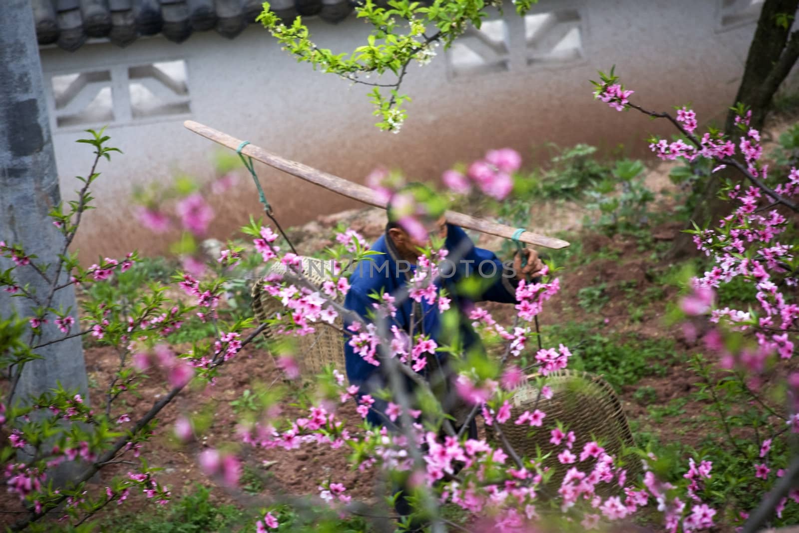 Chinese Peasant Carrying Pole Peach Orchard Sichuan China by bill_perry