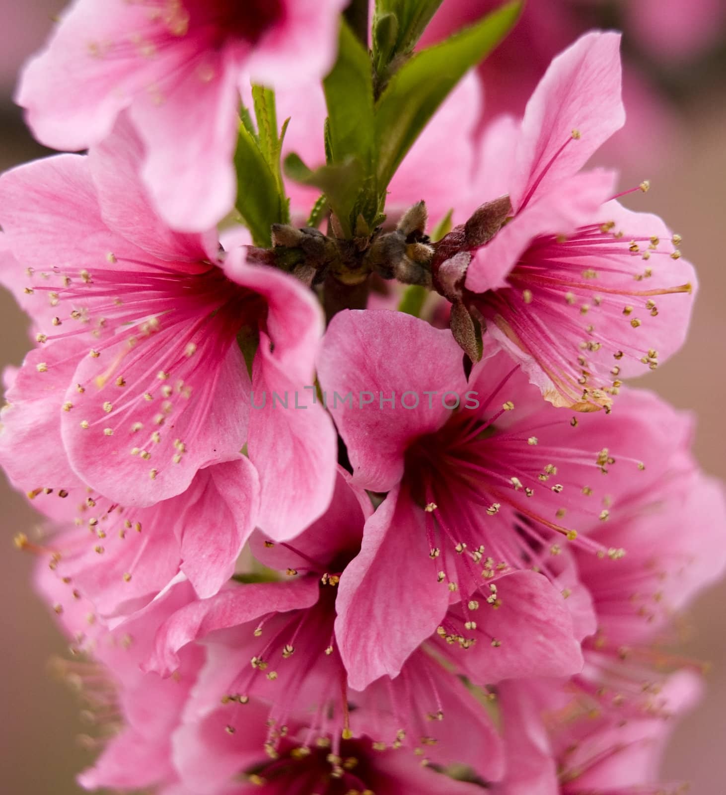 Pink Peach Blossoms Close Up Sichuan China by bill_perry