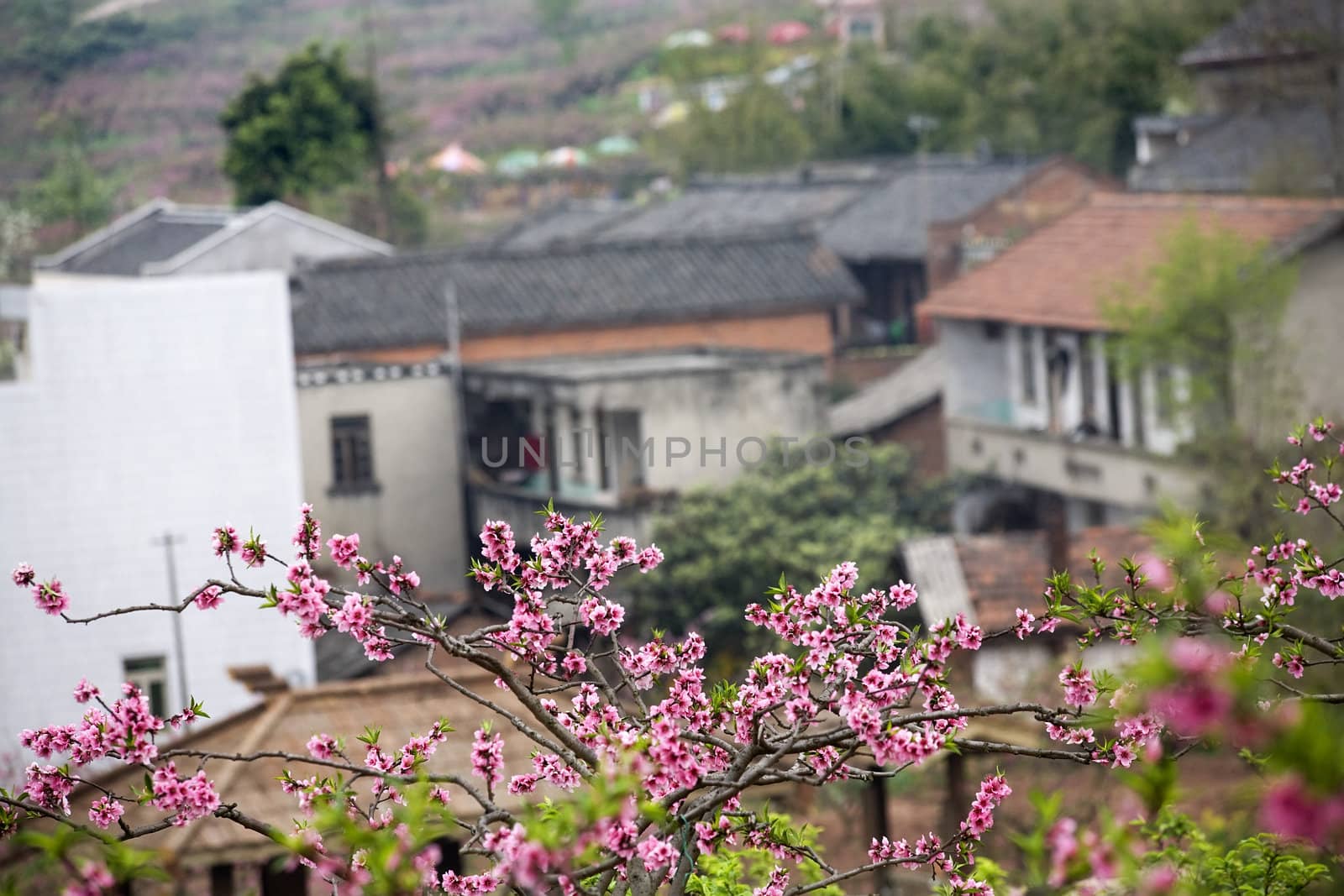 Chinese Peasant Houses Pink Peach Blossoms Chengdu Sichuan China by bill_perry