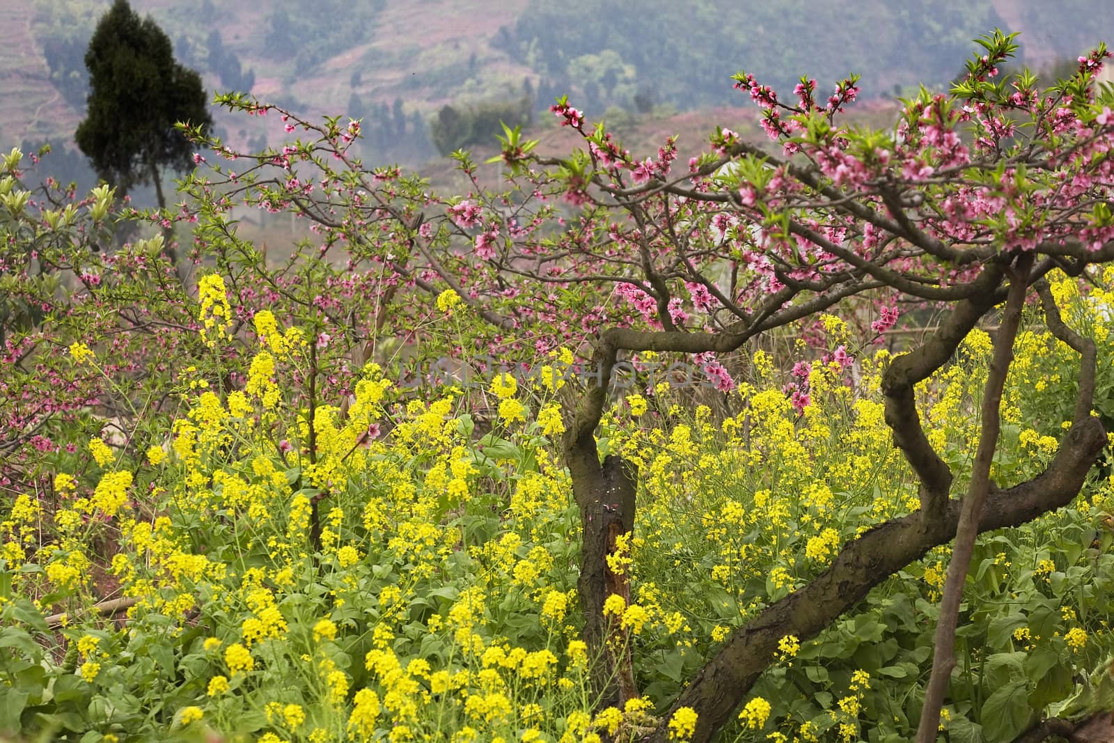 Pink Peach Yellow Canola Blossoms Sichuan China by bill_perry