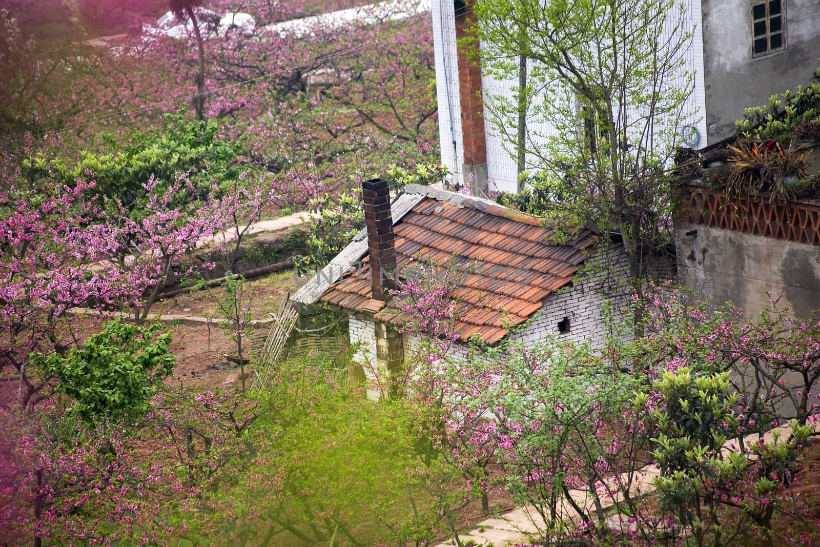 Peach Blossoms, Chinese Roofs, Village, Chengdu, Sichuan, China

RESUBMIT--In response to comments from reviewer have further processed image to reduce noise, sharpen focus and adjust lighting.