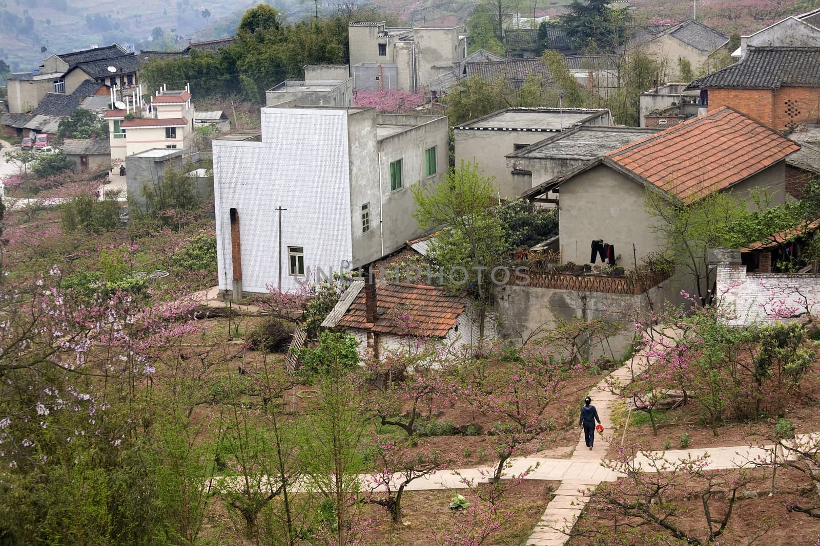 Chinese Peasant Village, Peach Orchard,Sichuan, China by bill_perry