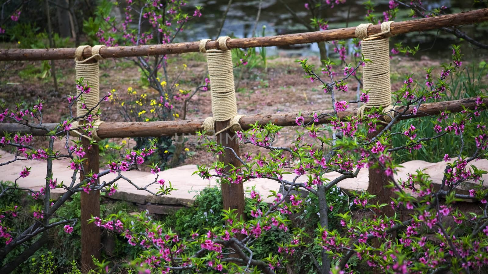 Wooden Bridge Peach Blossoms Peasant Village, Chengdu Sichuan China by bill_perry