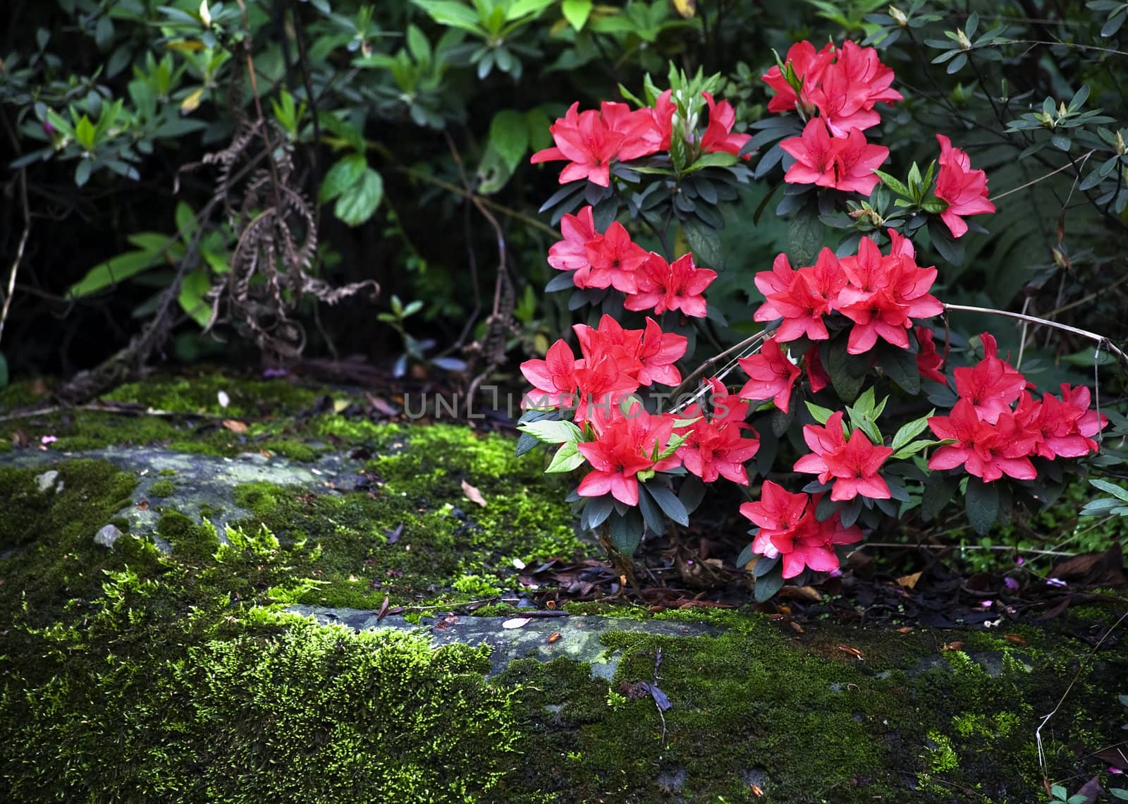 Pink Azalea Green Moss Temple Garden, Chengdu, Sichuan, China