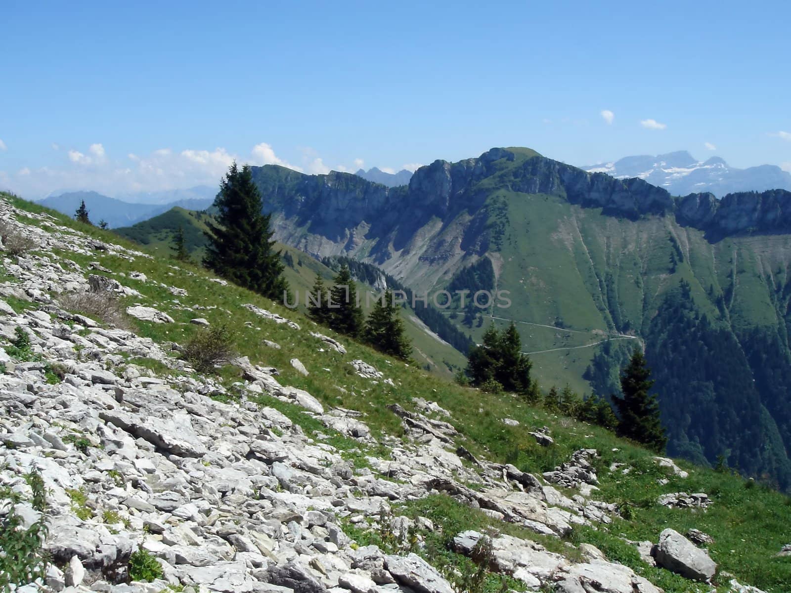 Alps mountains and fir trees by summer, Switzerland