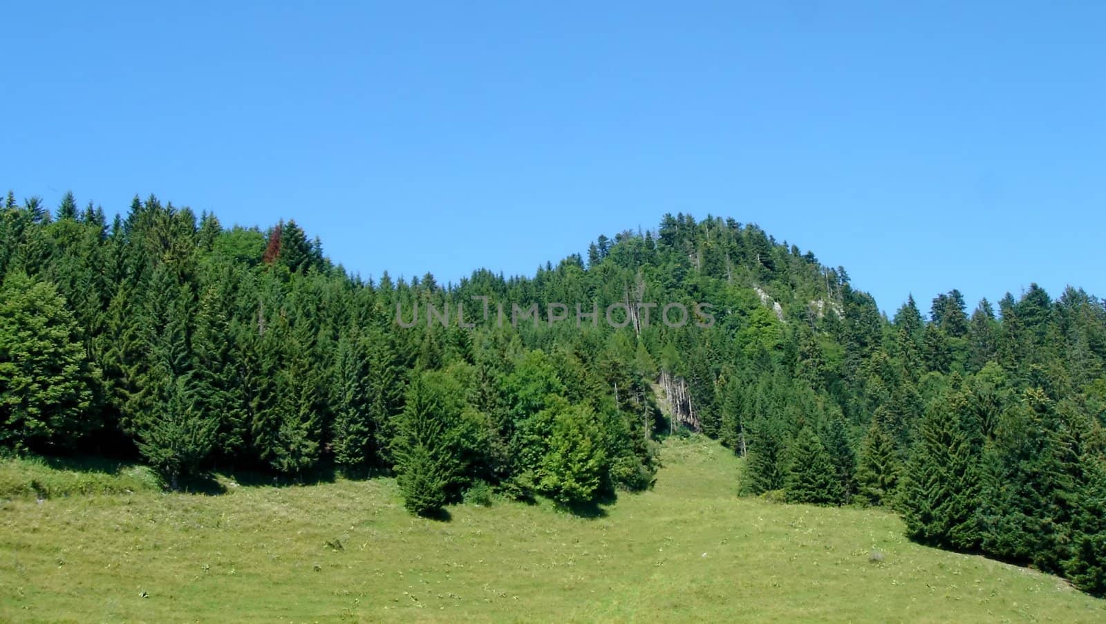 Forest of fir trees and grass in the mountain by beautifull weather