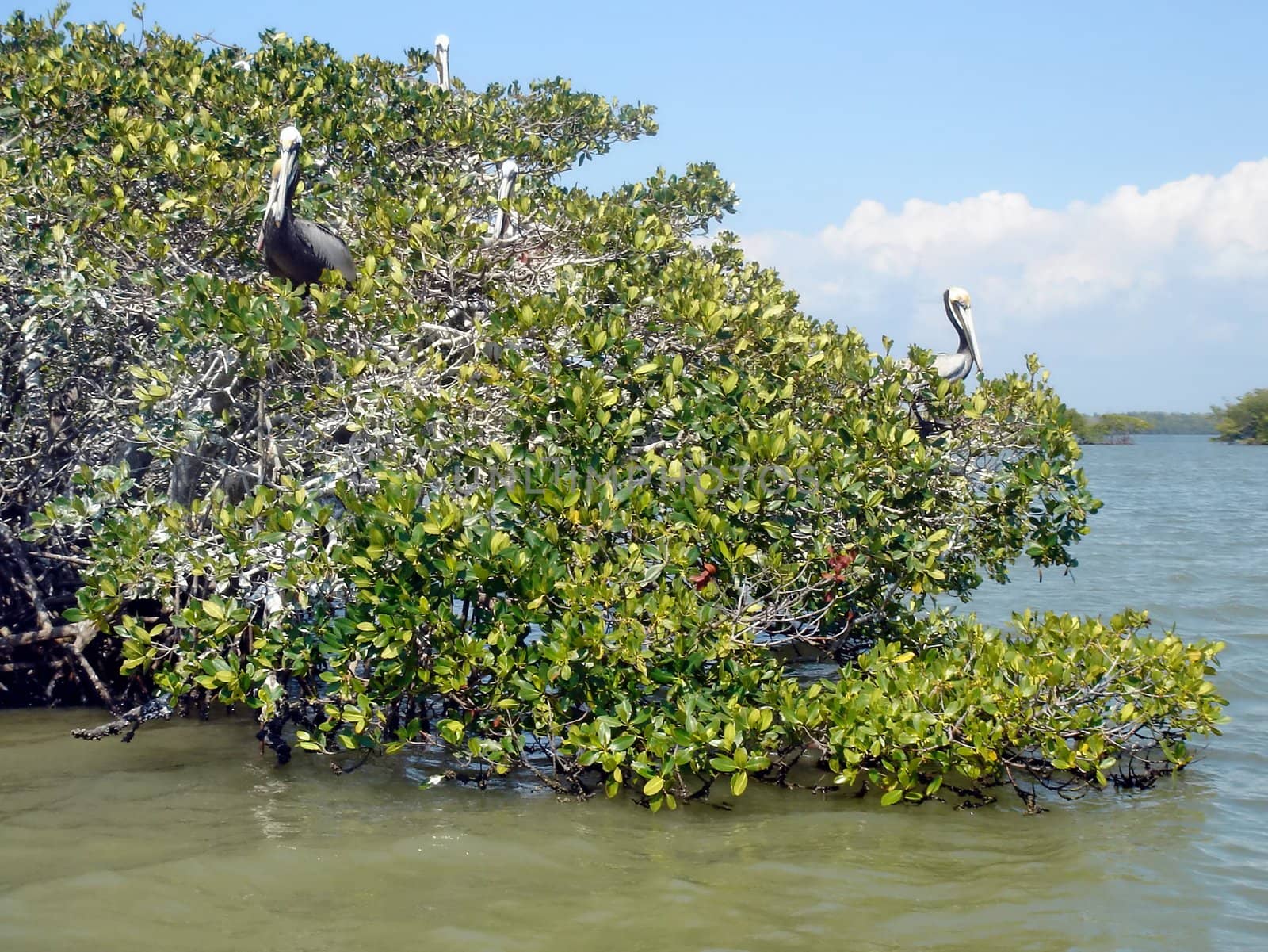 Pelicans on mangrove tree by Elenaphotos21