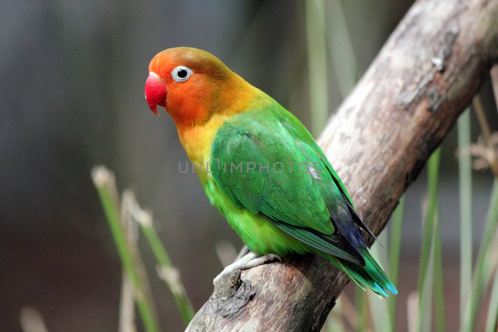 Beautiful colored bird agapornis-fischeri on a branch