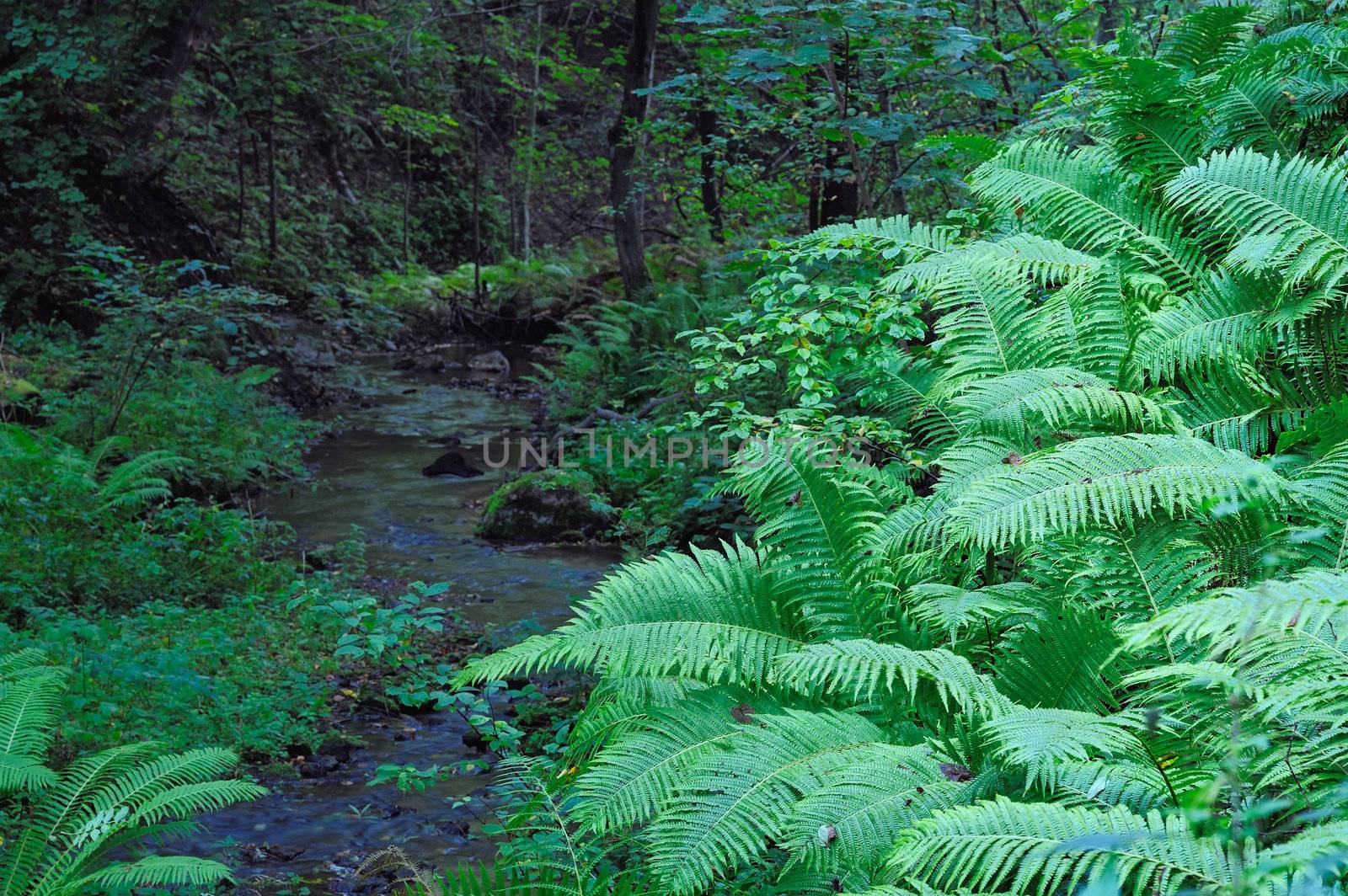 Forest stream overgrown with moss and ferns