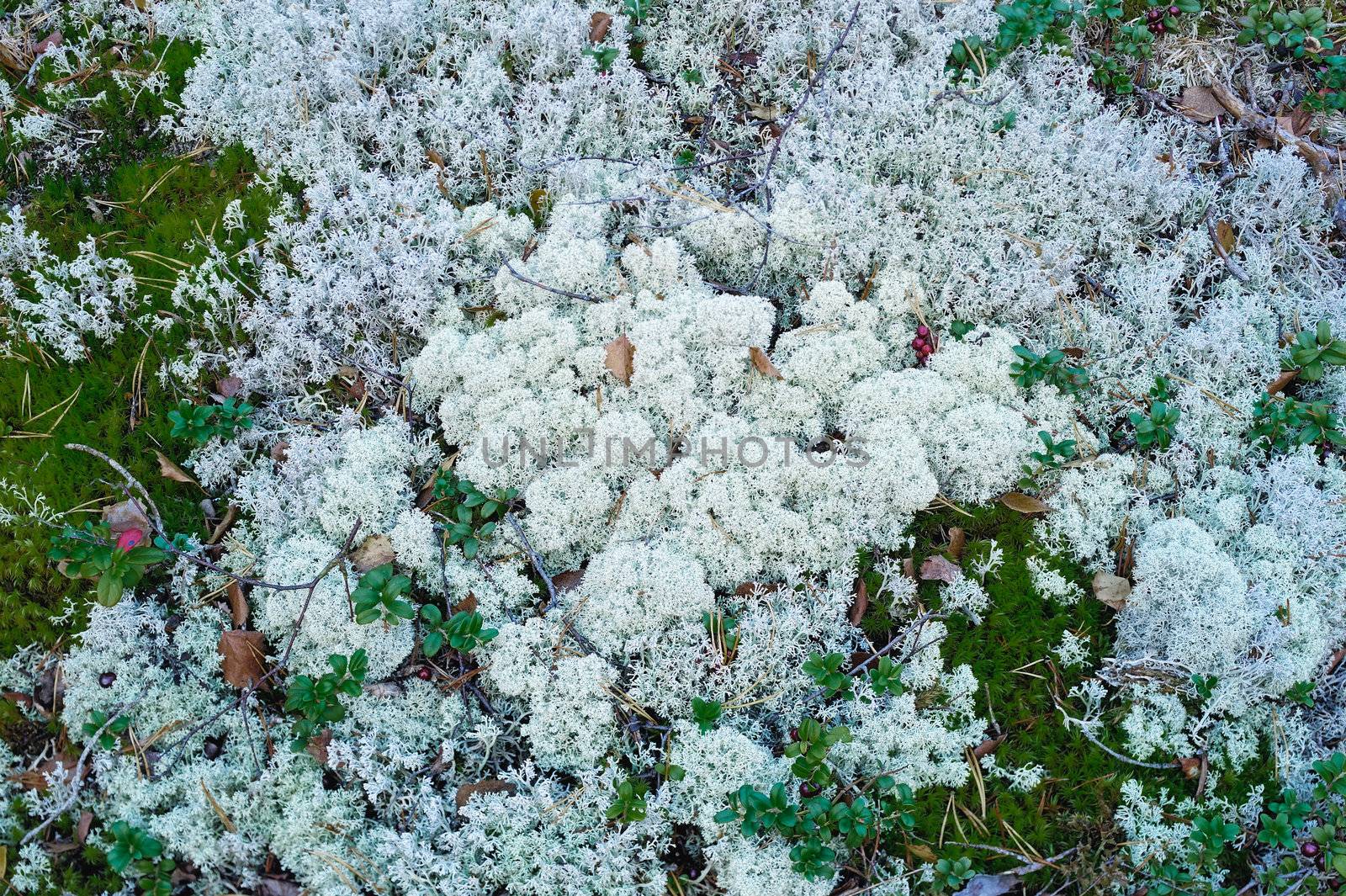 Natural background of different moss in the forest